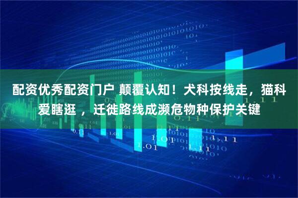 配资优秀配资门户 颠覆认知！犬科按线走，猫科爱瞎逛 ，迁徙路线成濒危物种保护关键